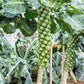 400 CATSKILL BRUSSEL SPROUT Sprouts Brassica Oleracea Vegetable Seeds