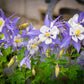 50 Blue ROCKY MOUNTAIN COLUMBINE Aquilegia Caerulea Flower Seeds