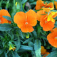 50 ORANGE SUN PANSY Swiss Giant Viola Wittrockiana Flower Seeds