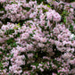 10 BEAUTY BUSH SHRUB Beautybush Kolkwitzia Amabilis Pink & White Flower Red Berry Seeds