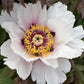 10 TREE PEONY Mountain Paeony Paeonia Suffruticosa Arborea Mixed Colors Red Pink White Purple Yellow Bicolor Flower Shrub Seeds
