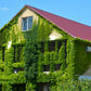 10 BOSTON IVY ( Bostonian Ivy / Wall Ivy ) Parthenocissus Tricuspidata Veitchii Vine Flower Seeds
