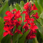 5 RED CANNA LILY Indian Shot Canna Indica Flower Seeds