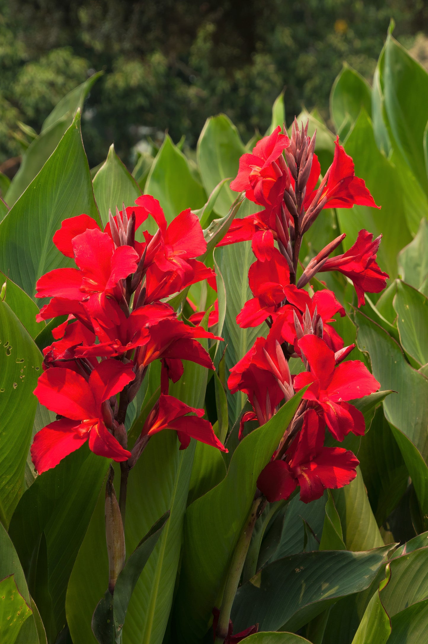 5 RED CANNA LILY Indian Shot Canna Indica Flower Seeds