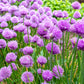 500 CHIVE Allium Schoenoprasum Vegetable Seeds