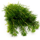 500 BEACH WORMWOOD Artemisia Campestris Caudata Silvermound Red Sagewort Herb Flower Seeds