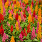 150 Mixed PAMPAS PLUMES COCKSCOMB Celosia Plumosa Flower Seeds