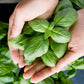 2000 SWEET GENOVESE BASIL Ocimum Basilicum Herb Flower Seeds