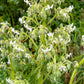 50 WHITE BORAGE Borago Officinalis Bianca Herb Flower Seeds