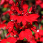 300 CARDINAL FLOWER LOBELIA Cardinalis Flower Seeds