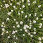 150 White PUSSYTOES Cats Paws Antennaria Flower Seeds