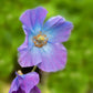 10 VIOLET HIMALAYAN POPPY Meconopsis Betonicifolia Purple Hensol Flower Seeds