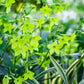 100 LIME GREEN NICOTIANA Alata Flowering Tobacco Seeds