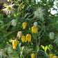 10 Yellow CLEMATIS RADAR LOVE Vine Climber Clematis Tangutica Flower Seeds