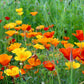 1000 MIXED Colors CALIFORNIA POPPY (Ballerina / Mission Bells) Eschscholzia Californica Flower Seeds