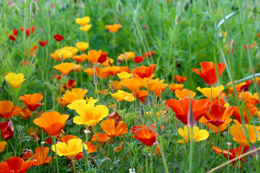1000 MIXED Colors CALIFORNIA POPPY (Ballerina / Mission Bells) Eschscholzia Californica Flower Seeds