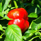 100 PIMENTO PEPPER (Red Sweet Pimientio / Italianelle / Cheese, Roasting, Frying Pepper) Capsicum Annuum Seeds