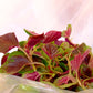50 Organic RED AZTEC SPINACH Huauzontle Chenopodium Berlandieri Greens Vegetable Seeds