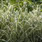1000 Variegated RIBBON GRASS Reed Canary Phalaris Arundinacea Pink Flower Seeds