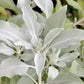 75 Sacred California WHITE SAGE Salvia Apiana Shrub Silver Folliage Native Smudge Seeds