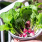 500 SPARKLER WHITE Tip RADISH Sweet European Red Raphanus Sativus Vegetable Seed