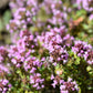 10,000 BULK LEMON THYME Thymus Pulegioides Herb Purple Flower Fragrant Evergreen Seeds