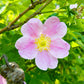 15 Pink WOOD'S ROSE Bush Mountain Rose Rosa Woodsii Fragrant Flower Seeds