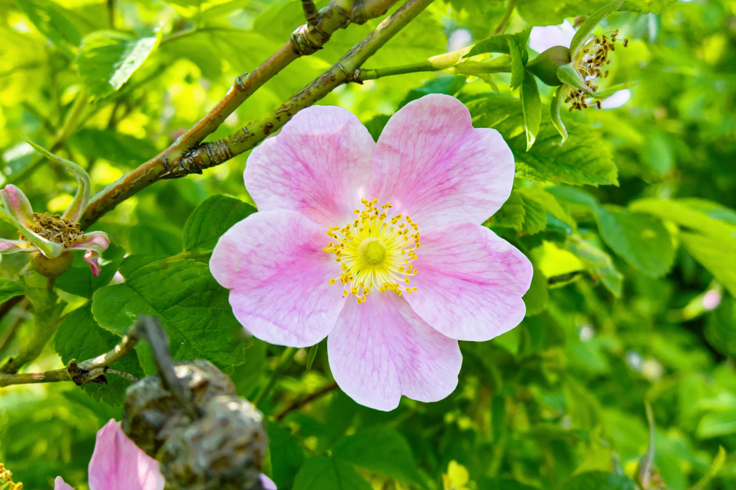 15 Pink WOOD'S ROSE Bush Mountain Rose Rosa Woodsii Fragrant Flower Seeds