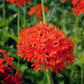 70 RED LYCHNIS Chalcedonica Campion Silene Maltese Cross Flower Seeds