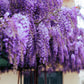 5 BLUE CHINESE WISTERIA Sinensis Ornamental Vine Climber Blue Violet Purple Flower Seeds