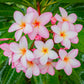 10 MIXED COLORS PLUMERIA Seeds - Lei Flower Frangipani Mix Fragrant Shrub Small Tree Pink Red Yellow White Peach Two Tone