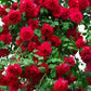 5 RED CLIMBING ROSE Rosa Bush Vine Climber Fragrant Butterfly Flower Seeds
