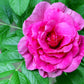 50 Pink BEACH ROSE aka Seaside or Sand Rose, Beach Tomato Rosa Rugosa Huge Red Hips Flower Seeds