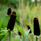 30 WESTERN CONEFLOWER Rudbeckia Occidentalis Green Wizard aka Rayless Naked Chocolate Black Flower Herb Seeds