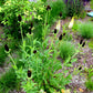 30 WESTERN CONEFLOWER Rudbeckia Occidentalis Green Wizard aka Rayless Naked Chocolate Black Flower Herb Seeds