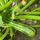50 COCOZELLE di Napoli SQUASH Italian Zucchini Cucurbita Pepo Vegetable Seeds