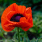 500 ORIENTAL RED Mix POPPY Papaver Orientale Flower Seeds