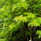 35 SILKY OAK TREE Orange Flower Southern Silver Oak Grevillea Robusta Seeds