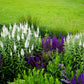 50 Mixed Colors VERONICA SIGHTSEEING MIXTURE (Spike Speedwell) Veronica Spicata Flower Seeds