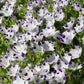 750 FIVE SPOT Nemophila Maculata White & Purple Flower Seeds