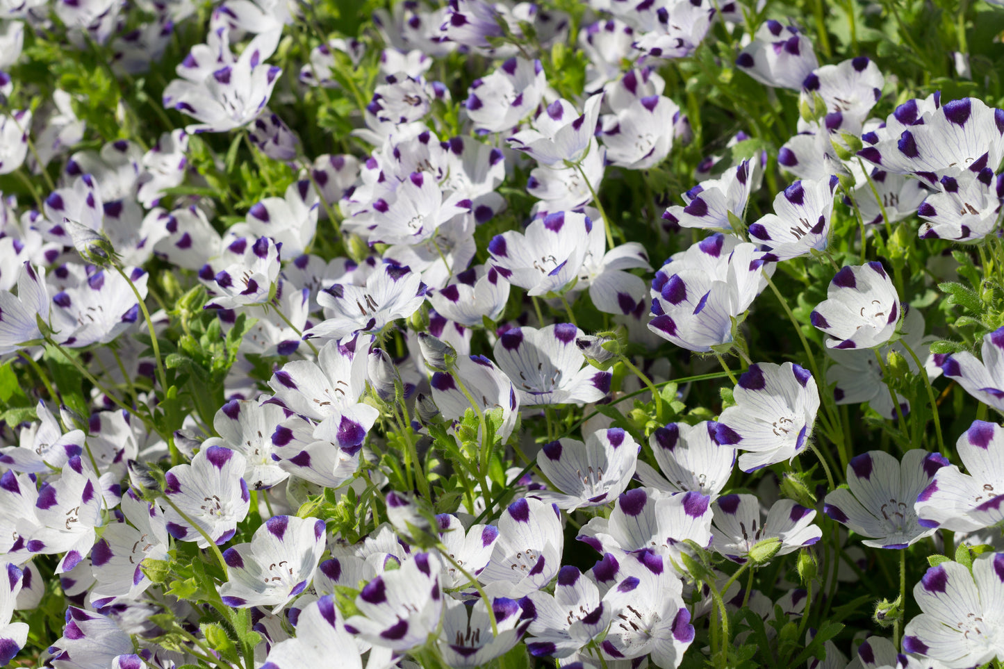 750 FIVE SPOT Nemophila Maculata White & Purple Flower Seeds