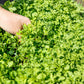 1000 Fine Curled PEPPERGRASS / PEPPERCRESS / WATERCRESS Lepidium Sativum Greens Sprouts Vegetable Sprouting Seeds