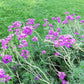500 Purple HARDY MOSS VERBENA Tenuisecta Fragrant Flower Seeds