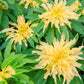 50 AURORA YELLOW AMARANTHUS Tricolor Josephs Coat Flower Seeds