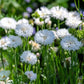 750 White BACHELOR'S BUTTON / CORNFLOWER Centaurea Cyanus Flower Seeds