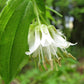 10 HOOKERS FAIRYBELLS Drops of Gold Prosartes Disporum Hookeri Native Flower Seeds