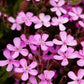 500 PINK ROCK SOAPWORT Saponaria Ocymoides Flower Seeds