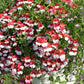 50 RED & WHITE NEMESIA Strumosa Danish Flag Fragrant Bicolor Flower Seeds