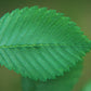 25 White AMERICAN ELM tree Ulmus Americana RED Flower Seeds