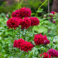 100 Red OASE PEONY POPPY Papaver Peoniflorum Double Flower Seeds